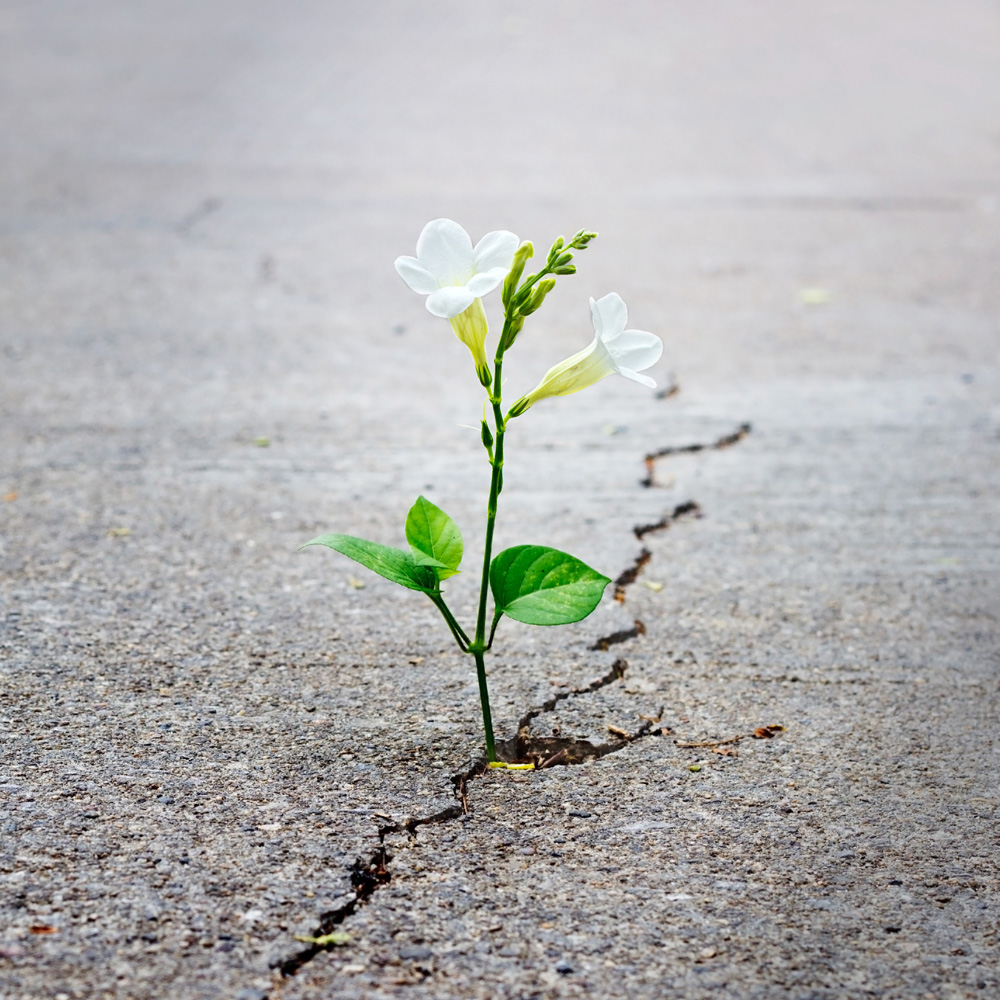 logotherapie Blume wächst aus Riss in Straße